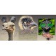TRI-INSPIRAZION GREETING CARD Emu Portraits